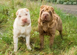 Shar-pei dog